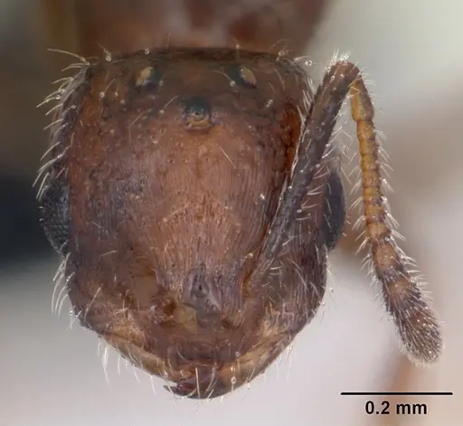 Monomorium xuthosoma - CASENT0020421