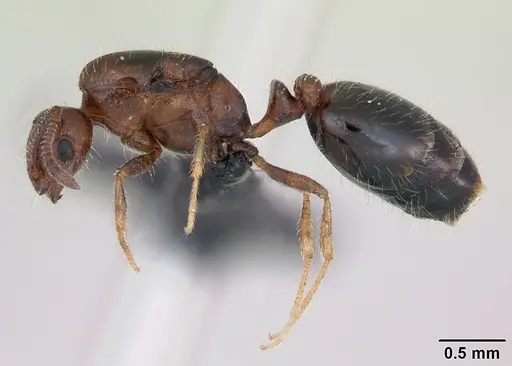 Monomorium xuthosoma - CASENT0020421