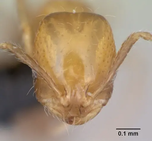 Monomorium xuthosoma - CASENT0020507