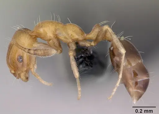 Monomorium xuthosoma - CASENT0020507