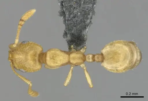 Monomorium zulu specimen