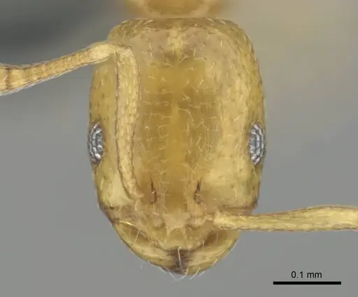 Monomorium zulu specimen