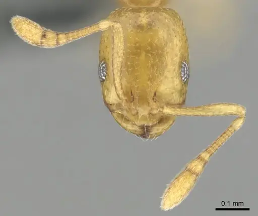 Monomorium zulu specimen