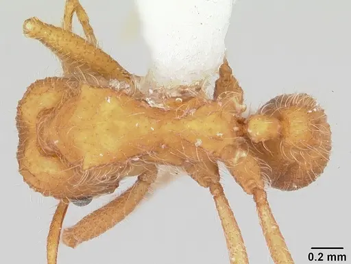 Mycetagroicus cerradensis specimen