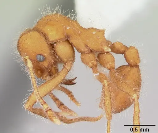 Mycetagroicus cerradensis specimen