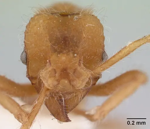 Mycetagroicus cerradensis - CASENT0178478