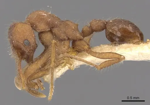 Mycetagroicus cerradensis - CASENT0901690