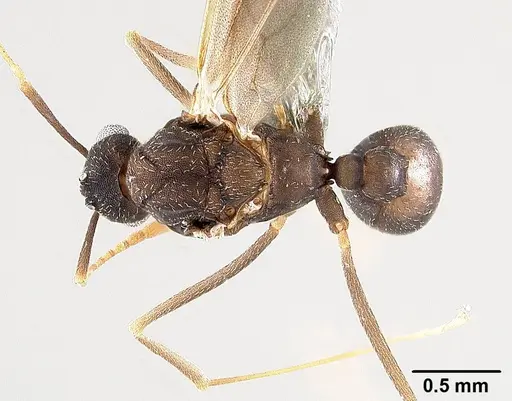 Mycetagroicus inflatus specimen