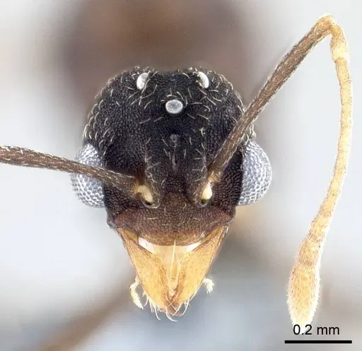 Mycetagroicus inflatus specimen