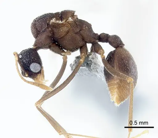 Mycetagroicus inflatus specimen