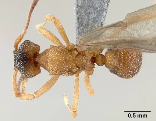 Mycetagroicus inflatus - ANTWEB1008121