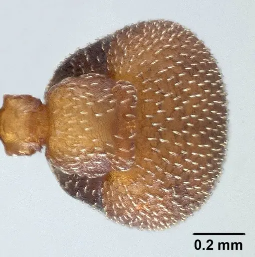 Mycetagroicus inflatus - ANTWEB1008121