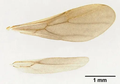 Mycetagroicus inflatus - ANTWEB1008121