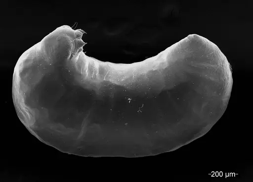 Mycetagroicus inflatus - ANTWEB1008122