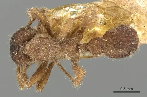 Mycetagroicus urbanus specimen