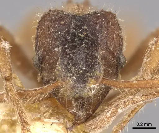 Mycetagroicus urbanus specimen