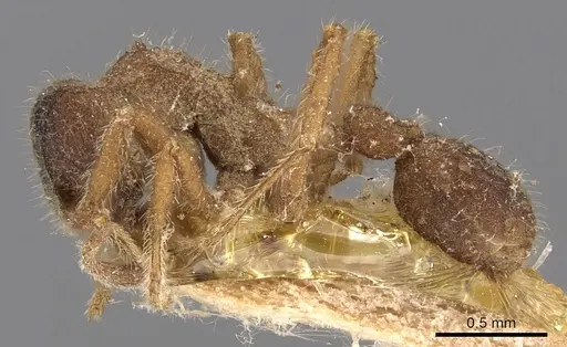 Mycetagroicus urbanus specimen