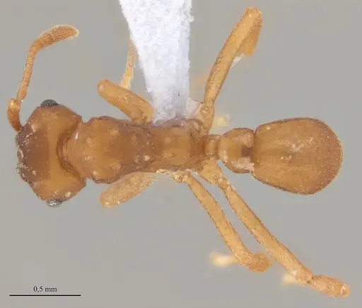 Mycetarotes carinatus specimen