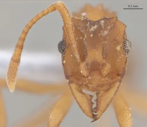 Mycetarotes carinatus specimen