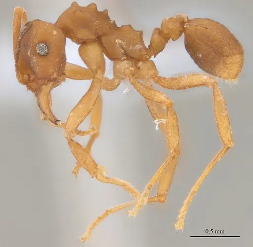 Mycetarotes carinatus specimen