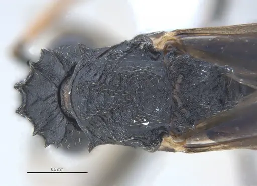 Mycetarotes parallelus specimen