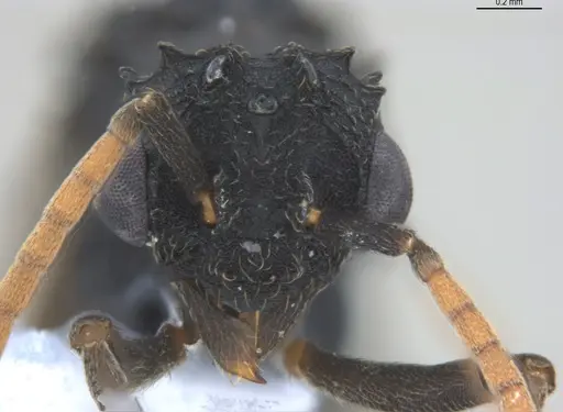 Mycetarotes parallelus specimen