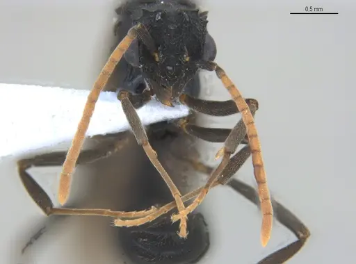 Mycetarotes parallelus specimen