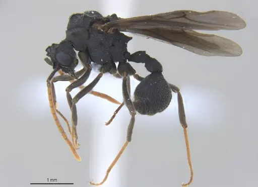 Mycetarotes parallelus - ANTWEB1053732