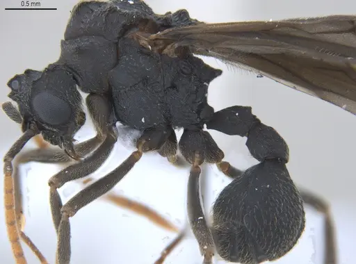 Mycetarotes parallelus - ANTWEB1053732