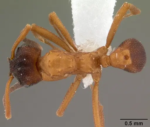 Mycetarotes parallelus - CASENT0010817