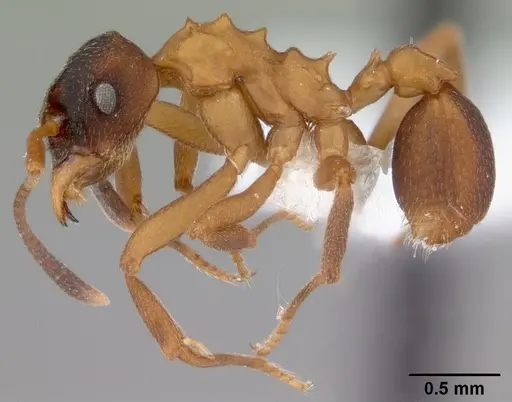 Mycetarotes parallelus - CASENT0010817