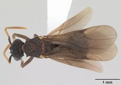 Mycetarotes parallelus - CASENT0173982