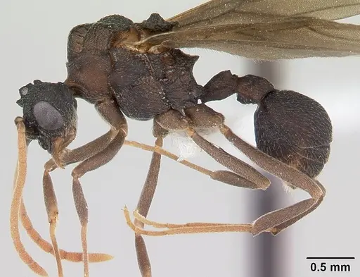 Mycetarotes parallelus - CASENT0173982