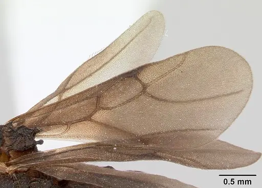 Mycetarotes parallelus - CASENT0173982