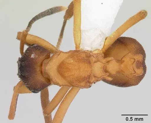 Mycetarotes parallelus - CASENT0173983