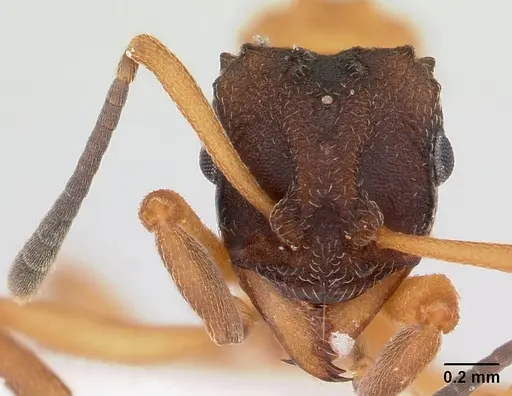 Mycetarotes parallelus - CASENT0173983