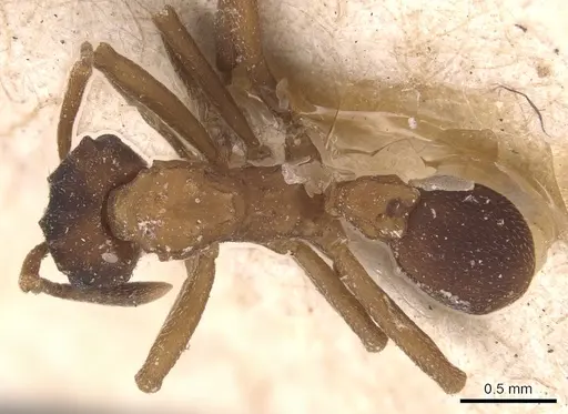 Mycetarotes parallelus - CASENT0904983