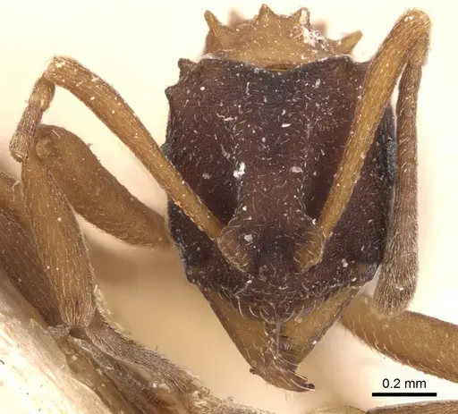 Mycetarotes parallelus - CASENT0904983