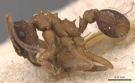 Mycetarotes parallelus - CASENT0904983