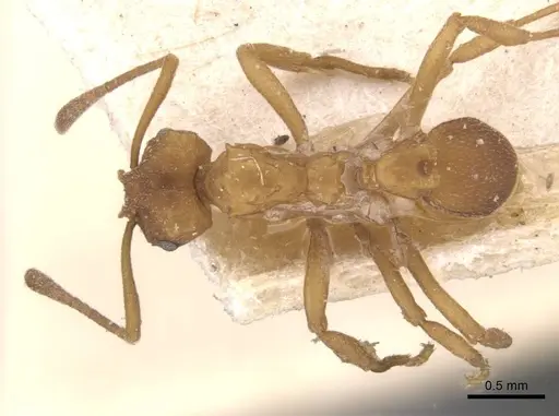 Mycetarotes parallelus - CASENT0909385