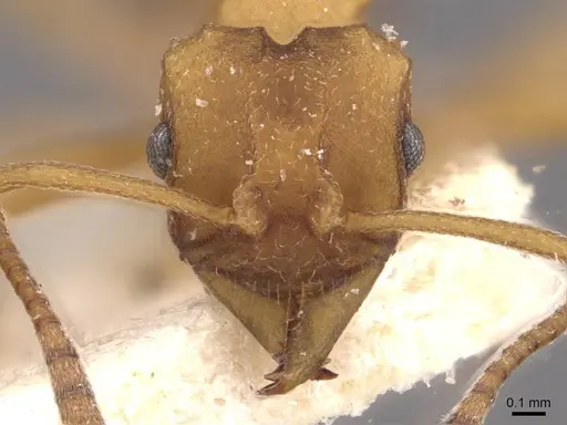 Mycetarotes parallelus - CASENT0909385