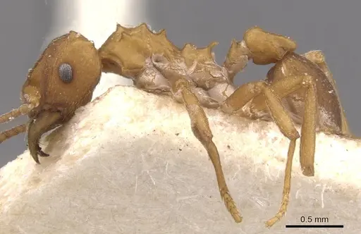 Mycetarotes parallelus - CASENT0909385