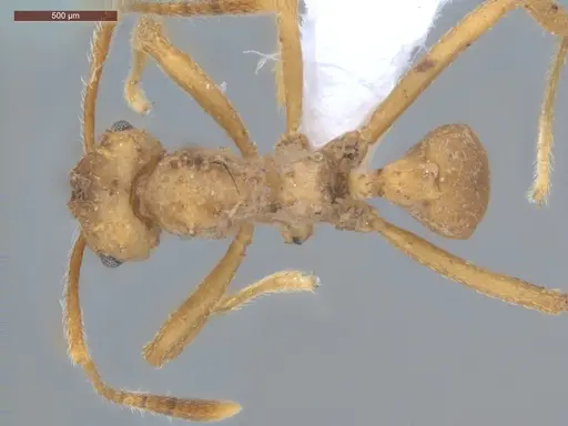 Mycetarotes parallelus - ECOFOG-GRS21-0163-06