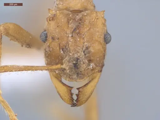 Mycetarotes parallelus - ECOFOG-GRS21-0163-06