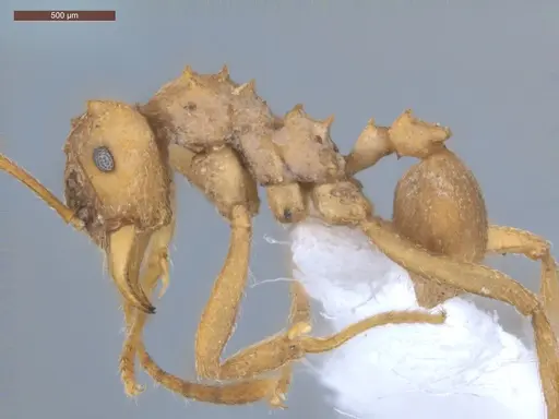 Mycetarotes parallelus - ECOFOG-GRS21-0163-06