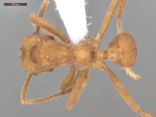 Mycetarotes parallelus - ECOFOG-TR17-0175-08