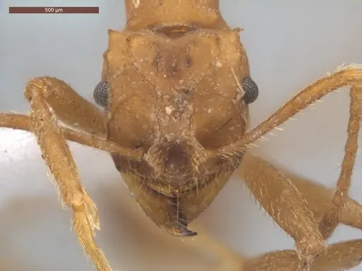 Mycetarotes parallelus - ECOFOG-TR17-0175-08