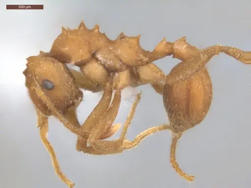 Mycetarotes parallelus - ECOFOG-TR17-0175-08