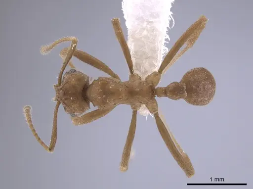 Mycetarotes senticosus specimen