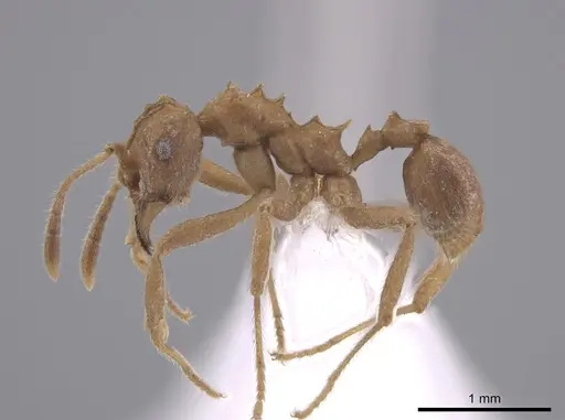 Mycetarotes senticosus specimen